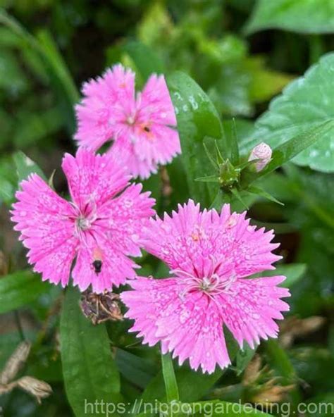 花 種類|【花図鑑】花の種類・育て方・増やし方